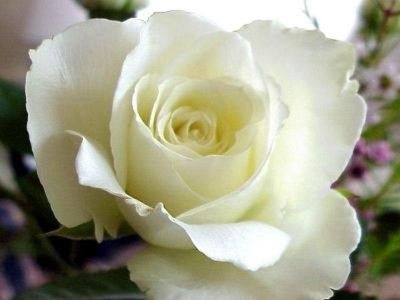6e6c0c8c-b153-43ef-8bf7-098647a9be6a_l.jpg