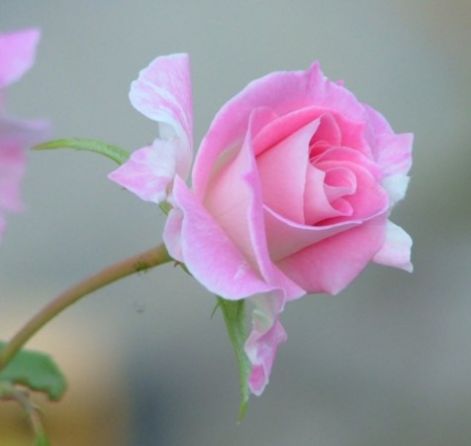 723fe0c7-d208-4370-9f30-eb3d7ba59fb6_l.jpg