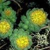 rhodiola_rosea02.jpg
